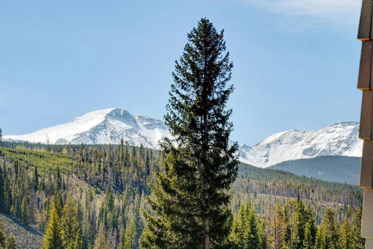 A sweeping view of snow-capped mountains rising above deep green forested hills, framed by a towering evergreen tree in the foreground. The scene captures the natural grandeur and tranquil beauty of the Winter Park region, with opportunities for hiking, wildlife observation, and photography evident in the landscape.